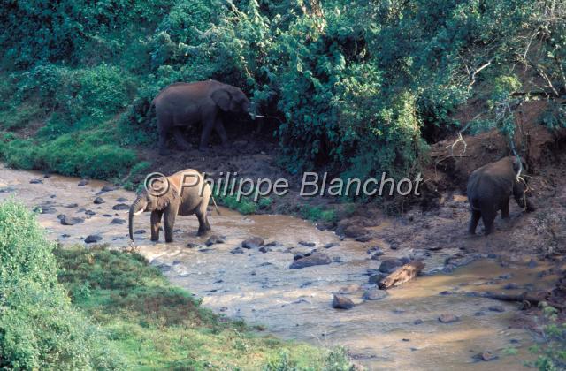 kenya 58.JPG - ElephantsLoxodonta africanaParc national AberdaresKenya